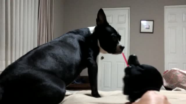 Darth Vader Vs Boston Terrier