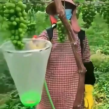 Hidden Chemicals on your Grapes