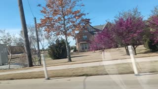 Spring bloom