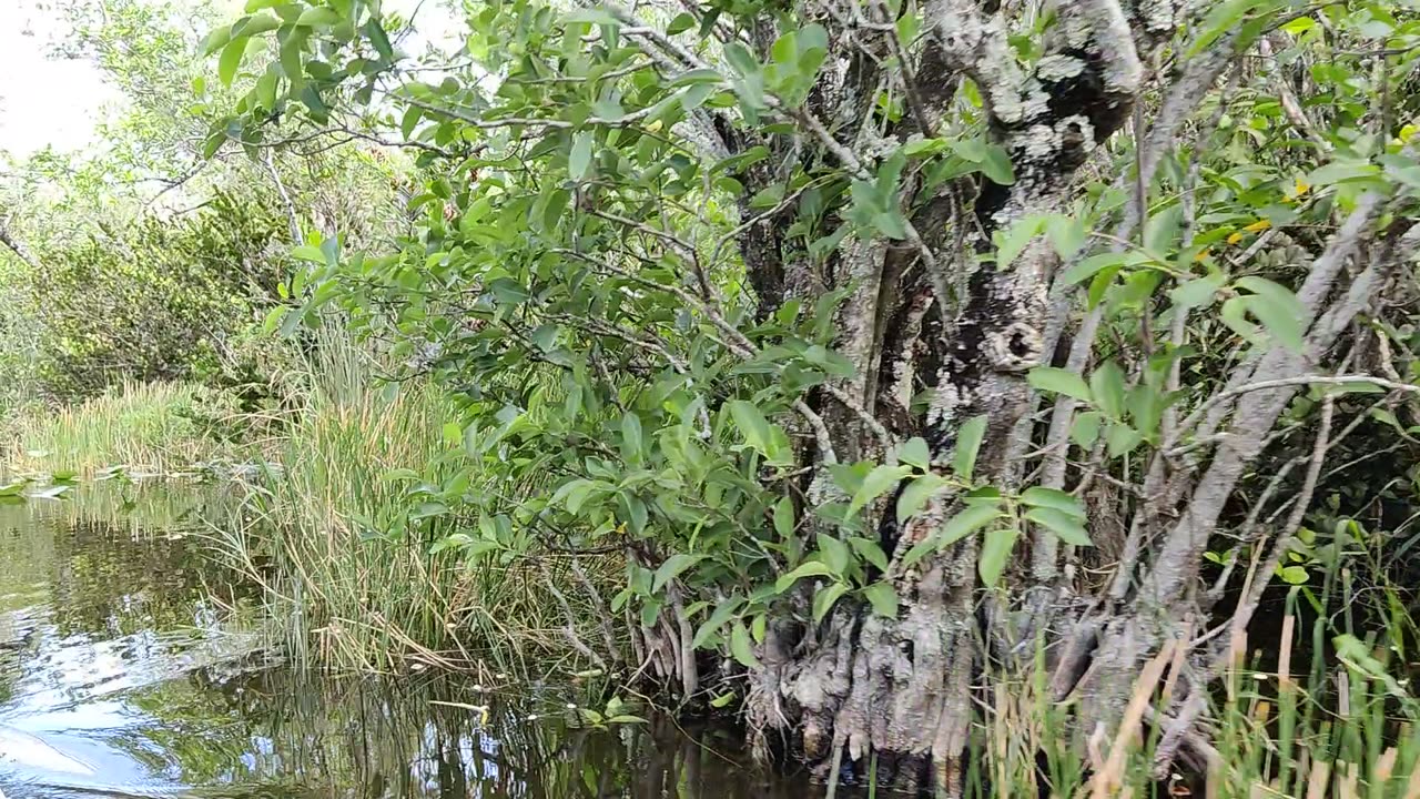 Spencer on Swamp Boat VID_20220421_093720