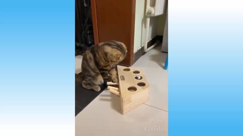 Curious cat playing.