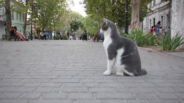 A Gray Cat on the Street