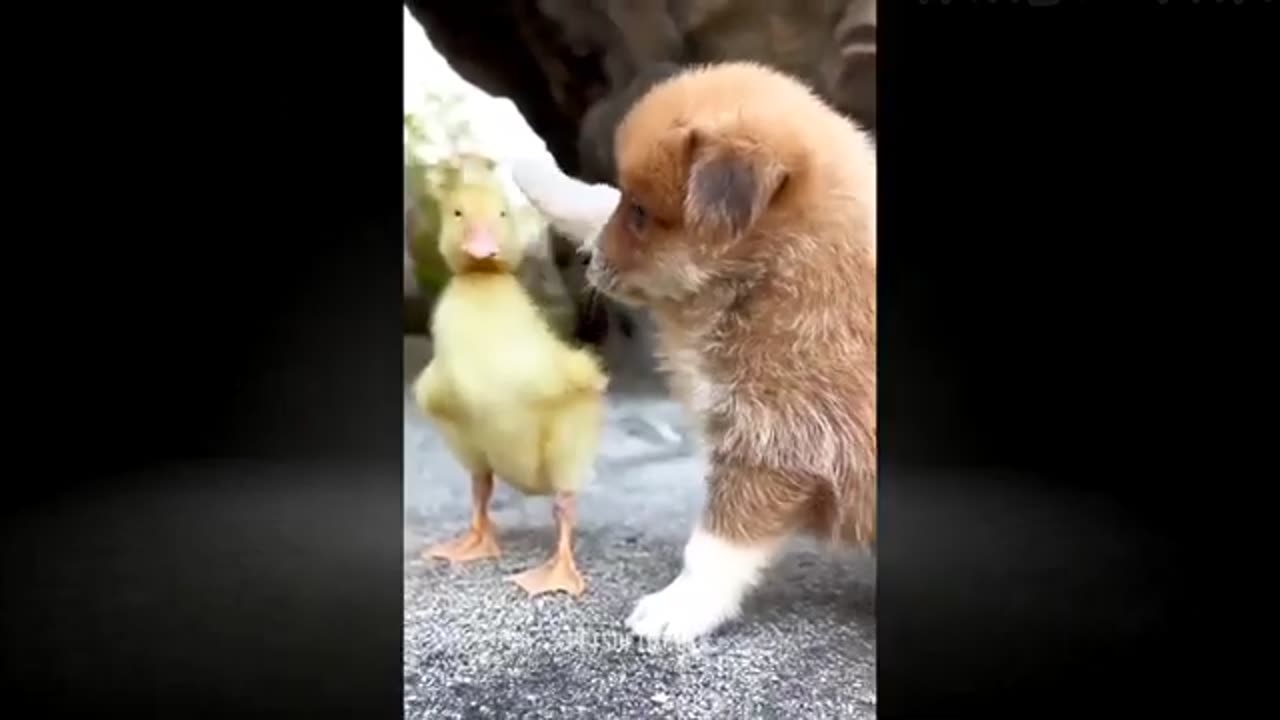 Funny Animal Viral Videos 2024