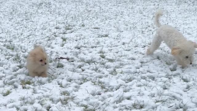 Dogs Playing on Snow