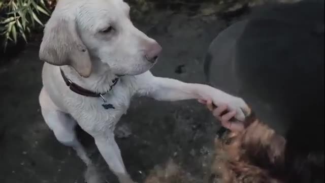 I am a dog that can play with others in the water