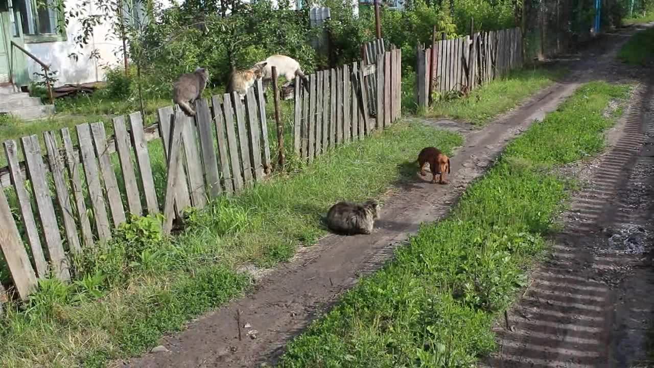 Wiener-Dog Takes on Unimpressed Cat