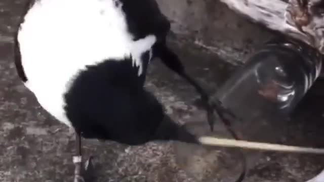 How did the bird figure that