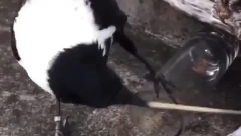 How did the bird figure that