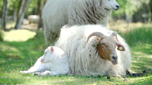 adorable baby sheep