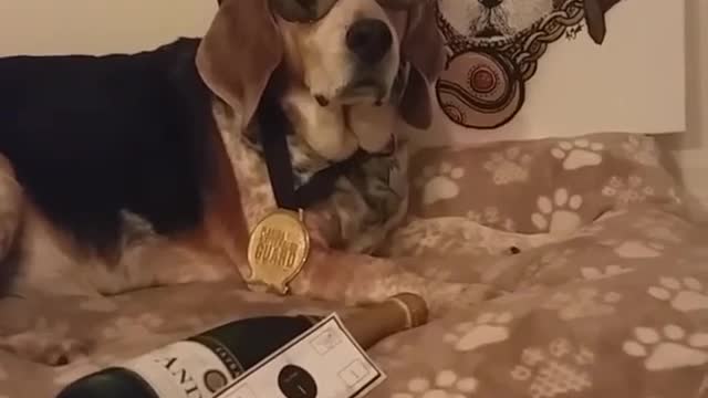 Brown and black hound dog sitting on bed with champagne