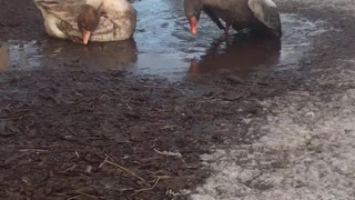 Bert, My special needs goose, and Wheezy take bath in a mud puddle