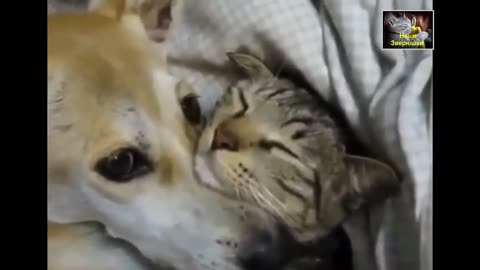 Best Funny Animal Videos 2022 😂 - Funniest Dogs And Cats Videos 😻