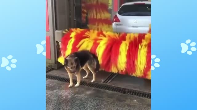 Dog using the car wash