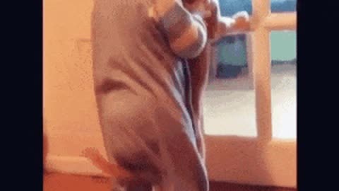 How to laugh at your Baby and dog fun moment
