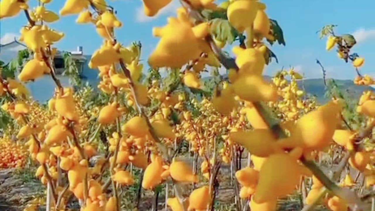 Hybrid Fruit's Made by china| ہائبریڈ فروٹ