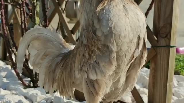 Extremely handsome rooster lets out a "good morning" call