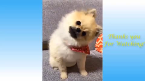 Funny animal video part 1 .cat reaction is very funny and beautiful .prank in animal