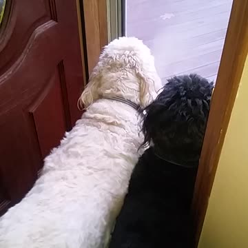 Goldendoodle Excited For Playdate