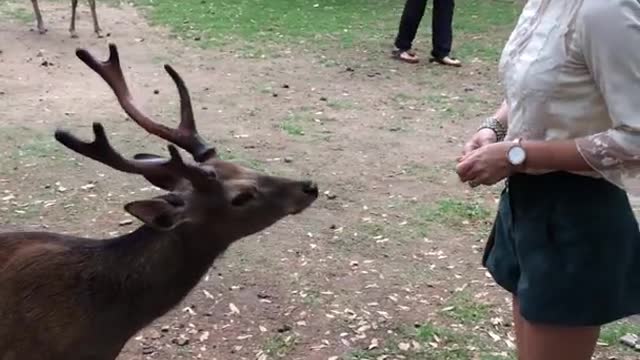 Bowing Deer of Nara Japan