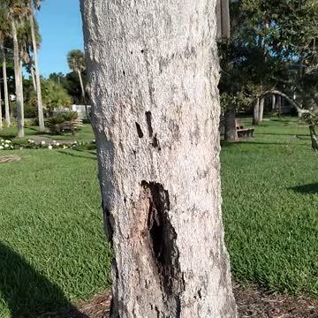 I Found a Tree Vagina