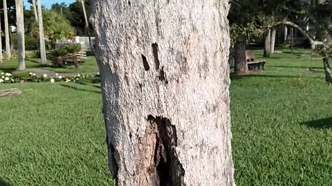 I Found a Tree Vagina