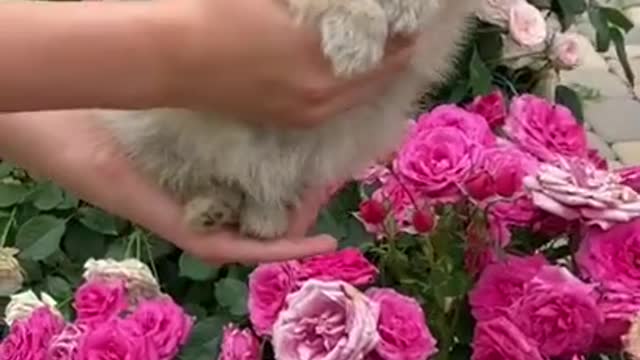 Cute funny puppy video