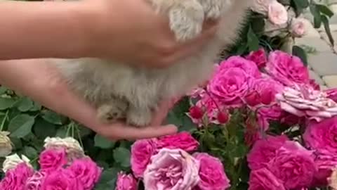 Cute funny puppy video