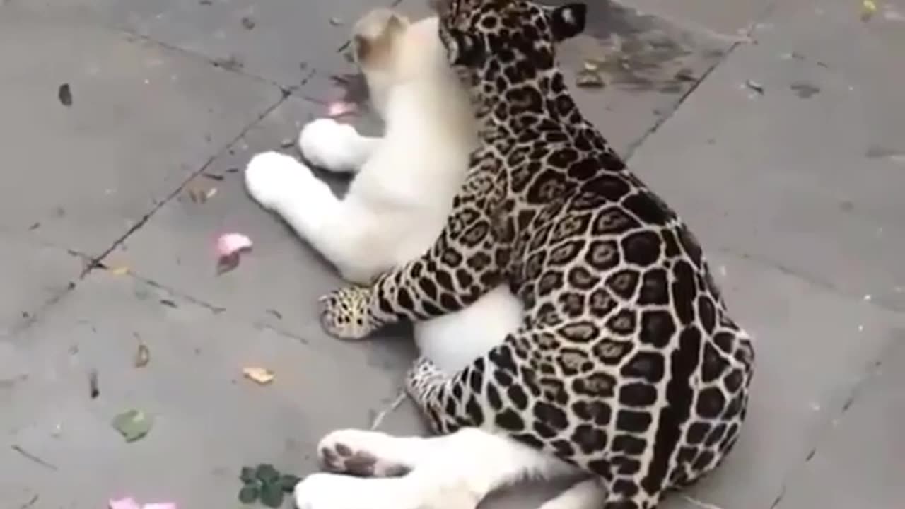 funny animals