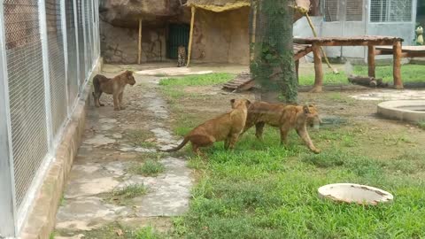 Looking at these baby tigers, do you want to bring one home as a pet!