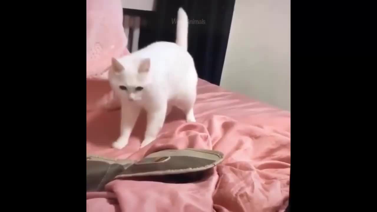 This cat is broken