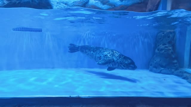 The seals at large in the aquarium are so funny