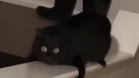 😍 The Cutest Pets: A Compilation You Need to See!