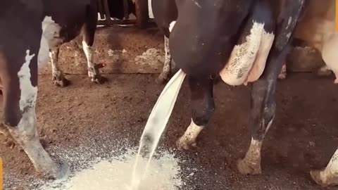 The vet helped a cow get relief after draining huge abscess 🐄