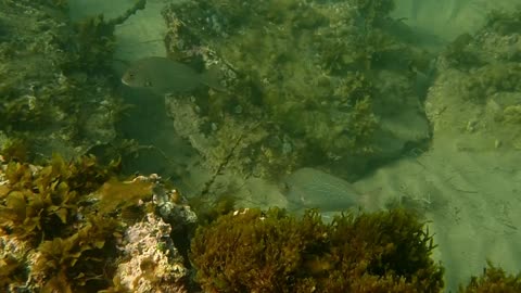 fishys close up, beautiful ns