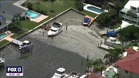 Goliath grouper among the tons of dead fish washing up along Tampa Bay