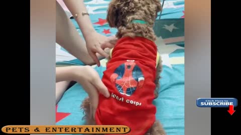 Funny Dog Video 2021 😀Laugh