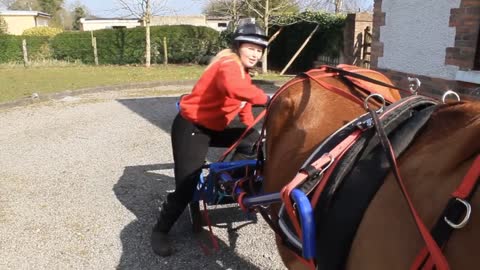 Training My Horse To Pull A Cart