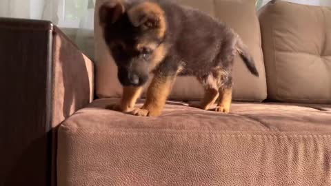 German Shepherd Puppy and Kitten funny cat&dog
