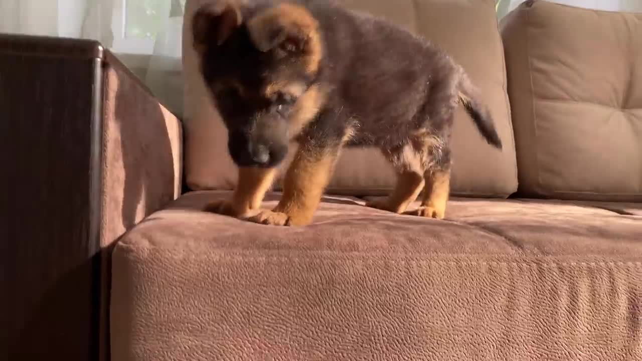 German Shepherd Puppy and Kitten funny cat&dog