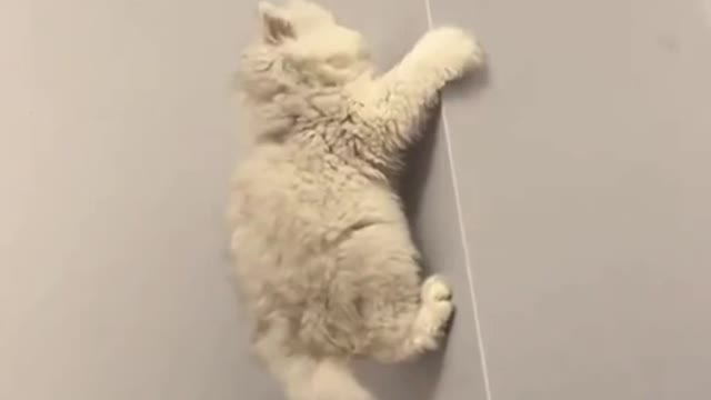 .cute and funny cat shorts🤣🤣#shorts #cat #funnycats