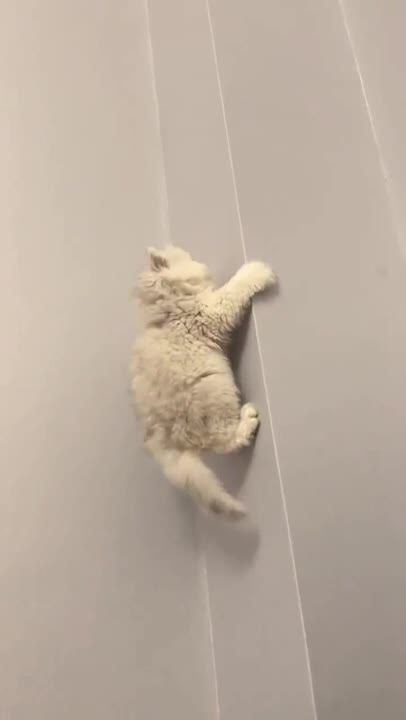 .cute and funny cat shorts🤣🤣#shorts #cat #funnycats