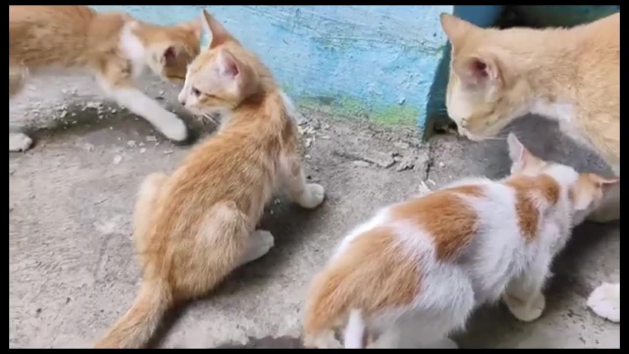 Funny Cats Compilation #10