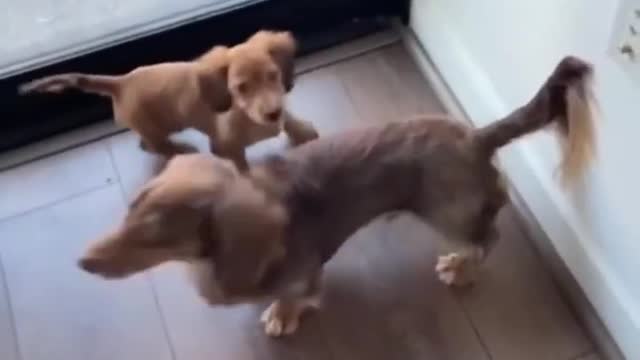 Funniest Cats, Dogs & Animals Videos🐶😻 #44