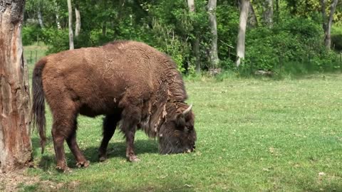 Bison Grazing