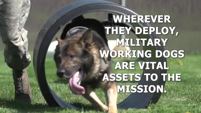 Profesionally trained dogs at war