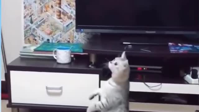 Cute cats videos | Funny Animal Videos | Try not to laugh 2021