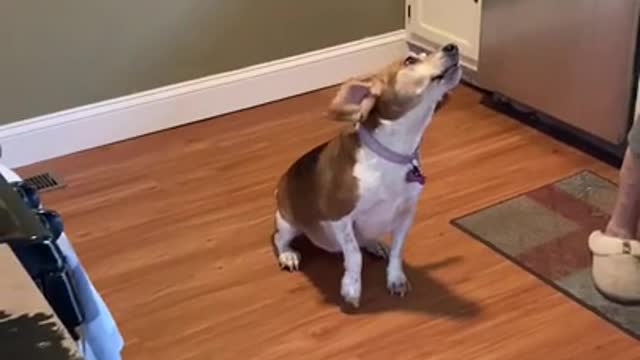 Patience is not a virtue for Beagles