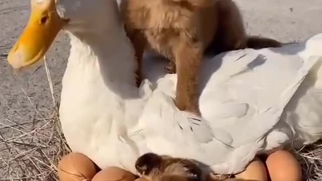 To protect animals is to protect our kind