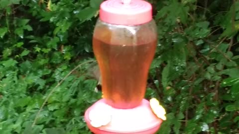 Hummingbird Feeder