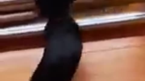 Dogs having fun